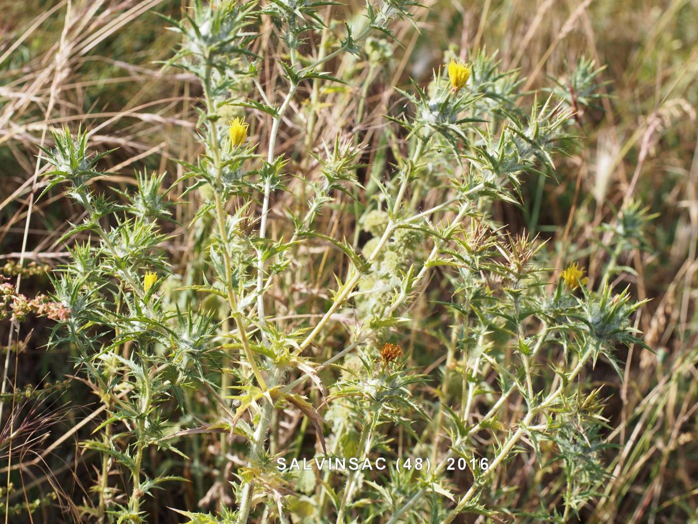 Thistle, Distaff plant